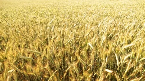 Field of barley or wheat swaying in the breeze under sunlight Stock Footage 65826418