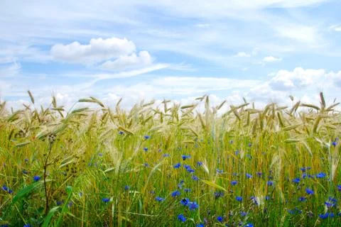 Field of barley Stock Photos