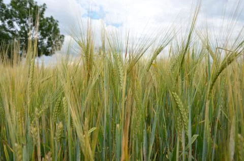 A field of barley  Stock Photos