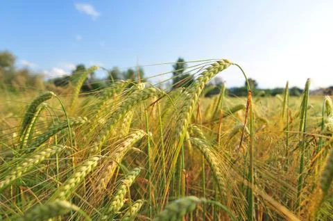 Field of barley Stock Photos