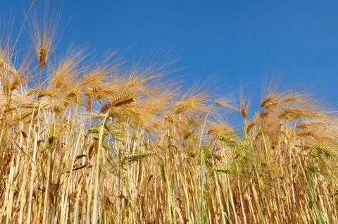 Field of barley Stock Photos