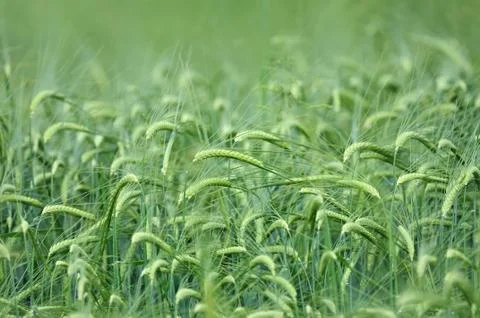 Field of barley Foto stock