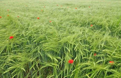 Field of barley Stock Photos