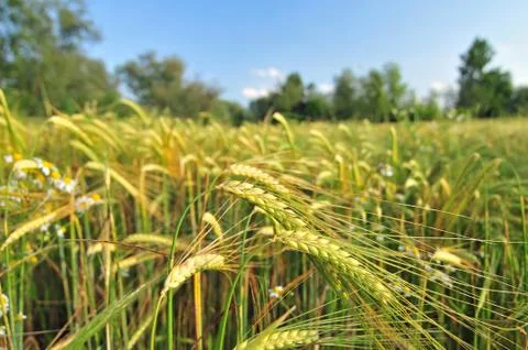 Field of barley Stock Photos