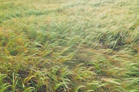 Field of barley Stock Photos