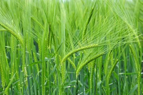Field of barley Foto stock