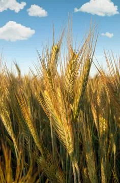 Field of barley Foto stock