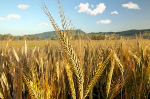 Field of barley Stock Photos