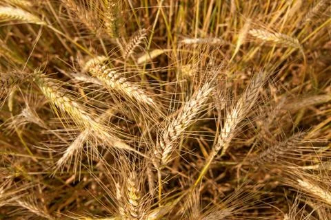 Field of barley Stock Photos