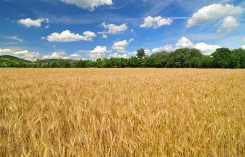 Field of barley Stock Photos