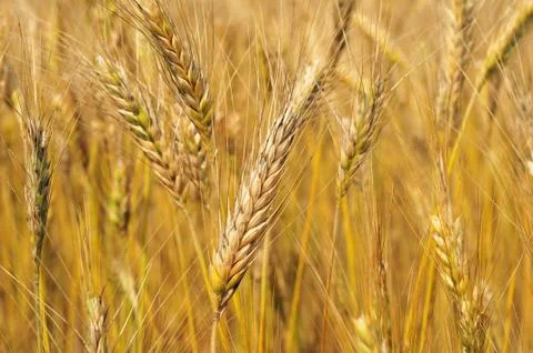 Field of barley Stock Photos