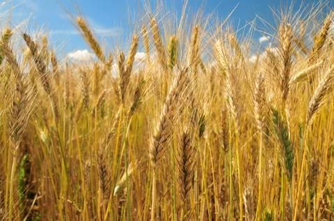 Field of barley Foto stock