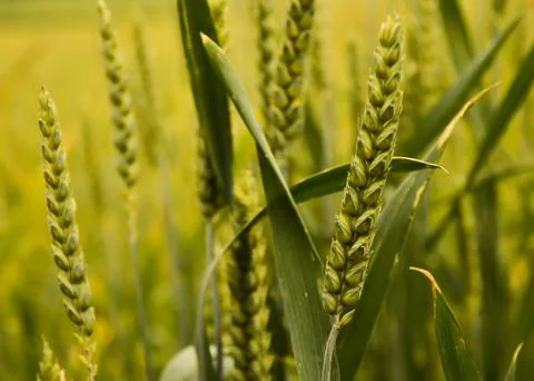 Field of barley Stock Photos