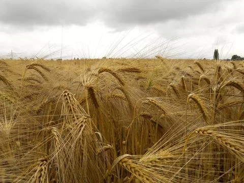 The field of barley. Stock Photos