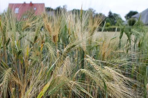 Field with barley Stock Photos
