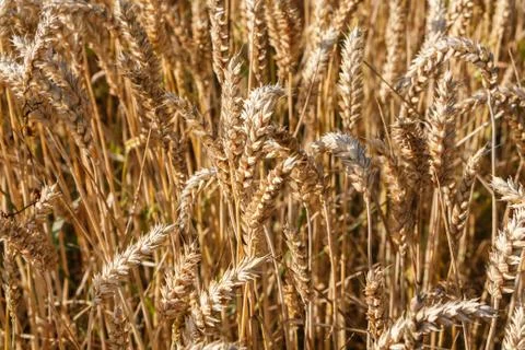 Field of barley Stock Photos