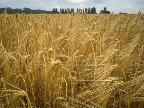 Field of barley Stock Photos