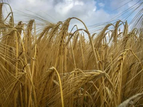 Field of barley Stock Photos