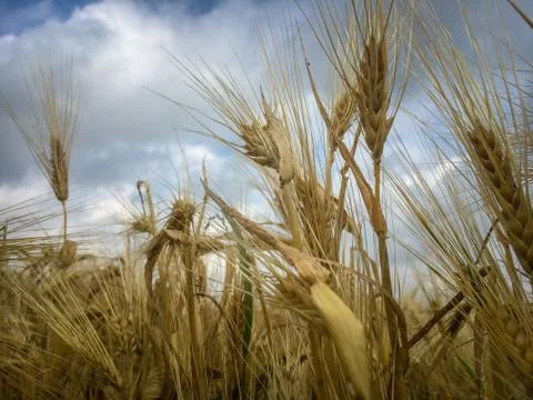 Field of barley Stock Photos
