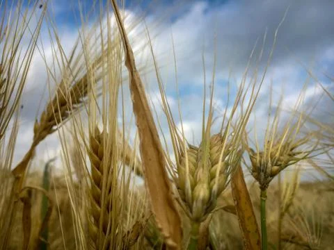 Field of barley Stock Photos