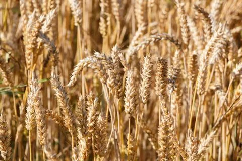 Field of barley Stock Photos