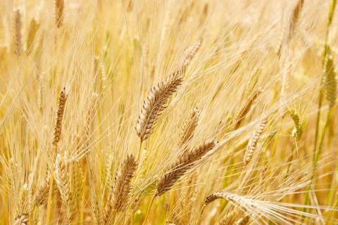 Field barley Foto stock