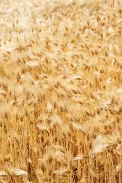 Field barley Stock Photos