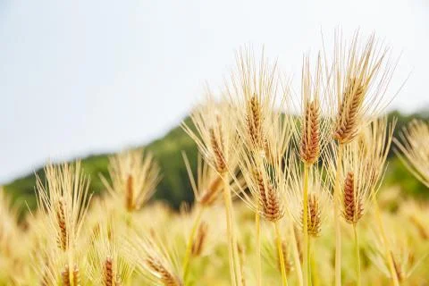 Field barley Foto stock