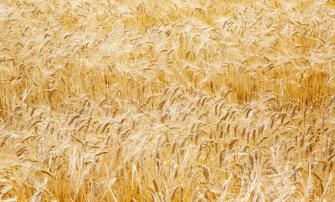 Field barley Stock Photos