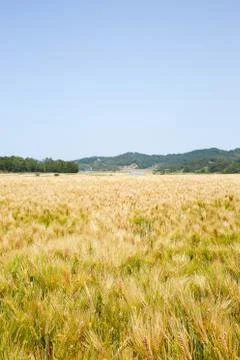 Field barley Stock Photos