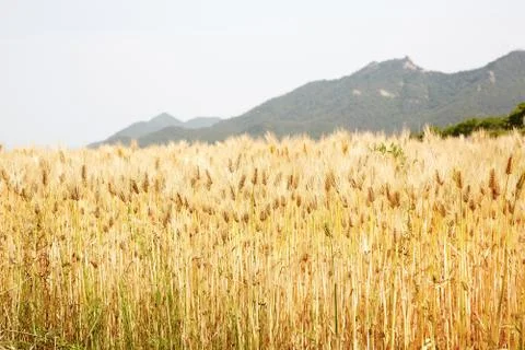 Field barley Stock Photos