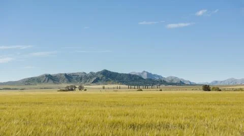 Field of barley Stock Photos