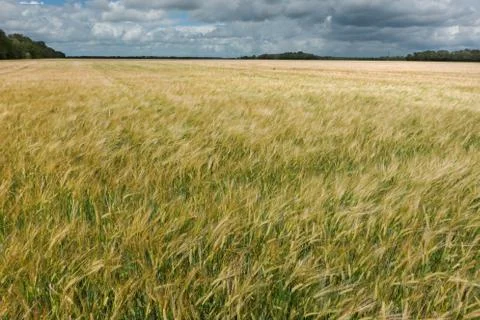 Field of Barley Stock Photos