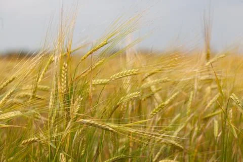 Field of barley Stock Photos