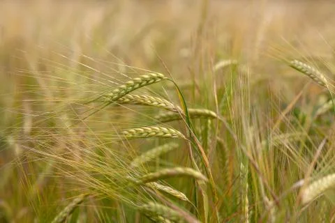 Field of barley Stock-Fotos