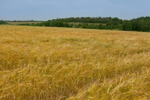 Field of barley Stock-Fotos