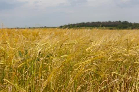 Field of barley Stock-Fotos