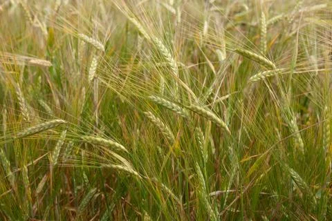 Field of barley Stock Photos