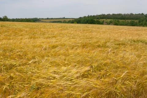 Field of barley Stock Photos