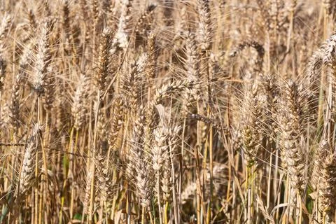 Field of barley Stock Photos