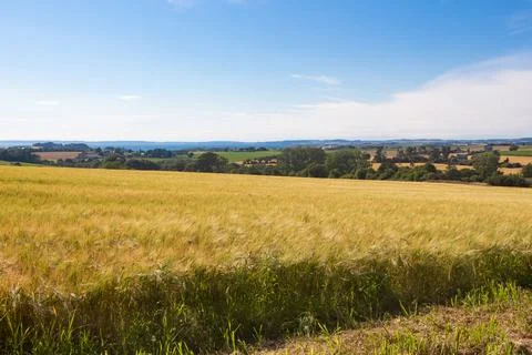 Field of barley Stock Photos