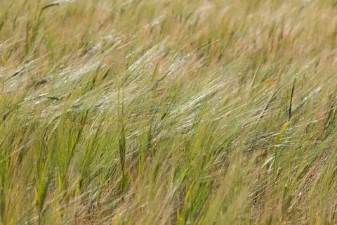 Field of barley Stock Photos