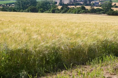 Field of barley Stock Photos