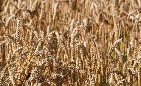 Field of barley Stock Photos