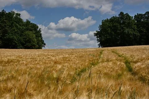 Field with barley 库存照片
