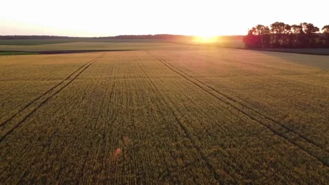 Field of barley ripening at sunset. Stock Footage 133878745