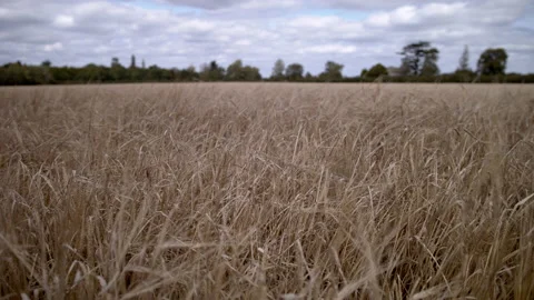 Field of barley slider Stock Footage 140450865