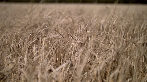 Field of barley slider push in Stock Footage 140448009