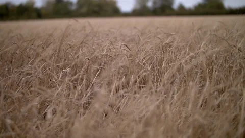 Field of barley slider tracking right with slight breeze Stock Footage 140449744