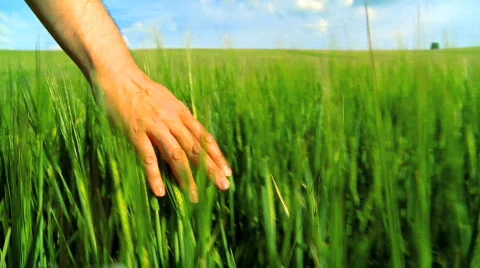 Field of Barley-S/motion Stock Footage 455978